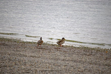 Laden Sie das Bild in den Galerie-Viewer, Ein paar glückliche Enten lassen hoffen Kurzgeschichte by Ralf Christoph Kaiser internationale Fassung auf deutsch, englisch und französisch als PDF Download mit Foto