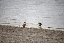 Laden Sie das Bild in den Galerie-Viewer, Ein paar glückliche Enten lassen hoffen Kurzgeschichte by Ralf Christoph Kaiser internationale Fassung auf deutsch, englisch und französisch als PDF Download mit Foto