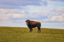 Load image into Gallery viewer, Merry Christmas wishes thebedtimestory.online with a best of selection of beautiful photos from the year 2023 by Ralf Christoph Kaiser