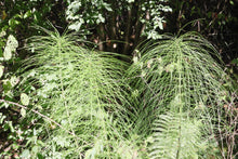 Carica l'immagine nel visualizzatore di Gallery, Peace plan for Ukraine Conversation by Ralf Christoph Kaiser and Chat GPT free pdf Download international Version