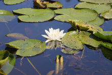 Carica l'immagine nel visualizzatore di Gallery, Peace plan for Ukraine Conversation by Ralf Christoph Kaiser and Chat GPT free pdf Download international Version