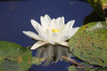 Load image into Gallery viewer, Merry Christmas wishes thebedtimestory.online with a best of selection of beautiful photos from the year 2023 by Ralf Christoph Kaiser