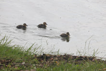 Load image into Gallery viewer, A utopia as a short story - perhaps a beautiful future worth striving for? - Eine Utopie als Kurzgeschichte - vielleicht eine schöne erstrebenswerte Zukunft?