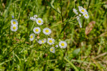 Cargar imagen en el visor de la galería, Healer package 4 plus with 4 healing plants in the meeting, plus 24 guardian creatures each in true form - Heiler Paket 4 plus mit 4 Heilpflanzen in der Besprechung, dazu 24 Hüter Creaturen in wahrer gestalt english and german