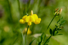 Cargar imagen en el visor de la galería, Healer package 4 plus with 4 healing plants in the meeting, plus 24 guardian creatures each in true form - Heiler Paket 4 plus mit 4 Heilpflanzen in der Besprechung, dazu 24 Hüter Creaturen in wahrer gestalt english and german