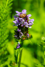 Cargar imagen en el visor de la galería, Healer package 4 plus with 4 healing plants in the meeting, plus 24 guardian creatures each in true form - Heiler Paket 4 plus mit 4 Heilpflanzen in der Besprechung, dazu 24 Hüter Creaturen in wahrer gestalt english and german