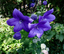 Cargar imagen en el visor de la galería, Healer package 4 plus with 4 healing plants in the meeting, plus 24 guardian creatures each in true form - Heiler Paket 4 plus mit 4 Heilpflanzen in der Besprechung, dazu 24 Hüter Creaturen in wahrer gestalt english and german