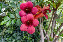 Load image into Gallery viewer, II. Healer package 4 plus with the wild carrot, the peace lily, the climbing hydrangea and the climbing trumpet with description of the healing functions and the guardian creatures as donwload package in german and english