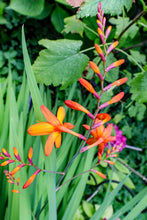 Laden Sie das Bild in den Galerie-Viewer, III. Heilerpaket 4 Plus mit Distel, Wilde Malve, Saat esparsette und Montbretie Crocosmia. Pflanzenbeschreibungen und Heilfunktion mit Rezepturen und Hüter Creaturen by Ralf Christoph Kaiser mit Chat GPT und Adobe Express