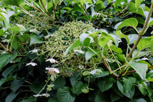 Load image into Gallery viewer, II. Healer package 4 plus with the wild carrot, the peace lily, the climbing hydrangea and the climbing trumpet with description of the healing functions and the guardian creatures as donwload package in german and english