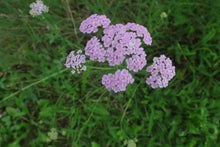 Charger l'image dans la galerie, IV. Healer package 4 plus with 4 plant reviews and healing recipes original plant photos and 36 guardian creatures as digital instant download english and german