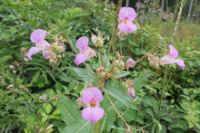 Charger l'image dans la galerie, IV. Healer package 4 plus with 4 plant reviews and healing recipes original plant photos and 36 guardian creatures as digital instant download english and german