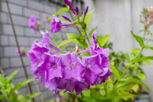 Charger l'image dans la galerie, IV. Healer package 4 plus with 4 plant reviews and healing recipes original plant photos and 36 guardian creatures as digital instant download english and german