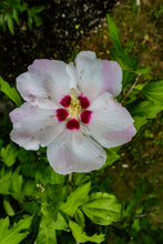 Charger l'image dans la galerie, IV. Healer package 4 plus with 4 plant reviews and healing recipes original plant photos and 36 guardian creatures as digital instant download english and german