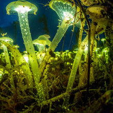 Laden Sie das Bild in den Galerie-Viewer, Sience Fiction Kurz Geschichte by Ralf Christoph Kaiser: "Die Erforschung von XEros 03" November 2025 auf deutsch, englisch, französisch und spanisch