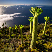 Laden Sie das Bild in den Galerie-Viewer, Sience Fiction Kurz Geschichte by Ralf Christoph Kaiser: "Die Erforschung von XEros 03" November 2025 auf deutsch, englisch, französisch und spanisch