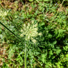 Load image into Gallery viewer, II. Healer package 4 plus with the wild carrot, the peace lily, the climbing hydrangea and the climbing trumpet with description of the healing functions and the guardian creatures as donwload package in german and english
