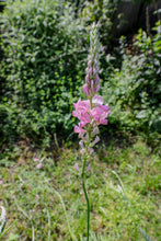 Charger l&#39;image dans la galerie, III. Heilerpaket 4 Plus mit Distel, Wilde Malve, Saat esparsette und Montbretie Crocosmia. Pflanzenbeschreibungen und Heilfunktion mit Rezepturen und Hüter Creaturen by Ralf Christoph Kaiser mit Chat GPT und Adobe Express
