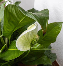 Cargar imagen en el visor de la galería, II. Healer package 4 plus with the wild carrot, the peace lily, the climbing hydrangea and the climbing trumpet with description of the healing functions and the guardian creatures as donwload package in german and english
