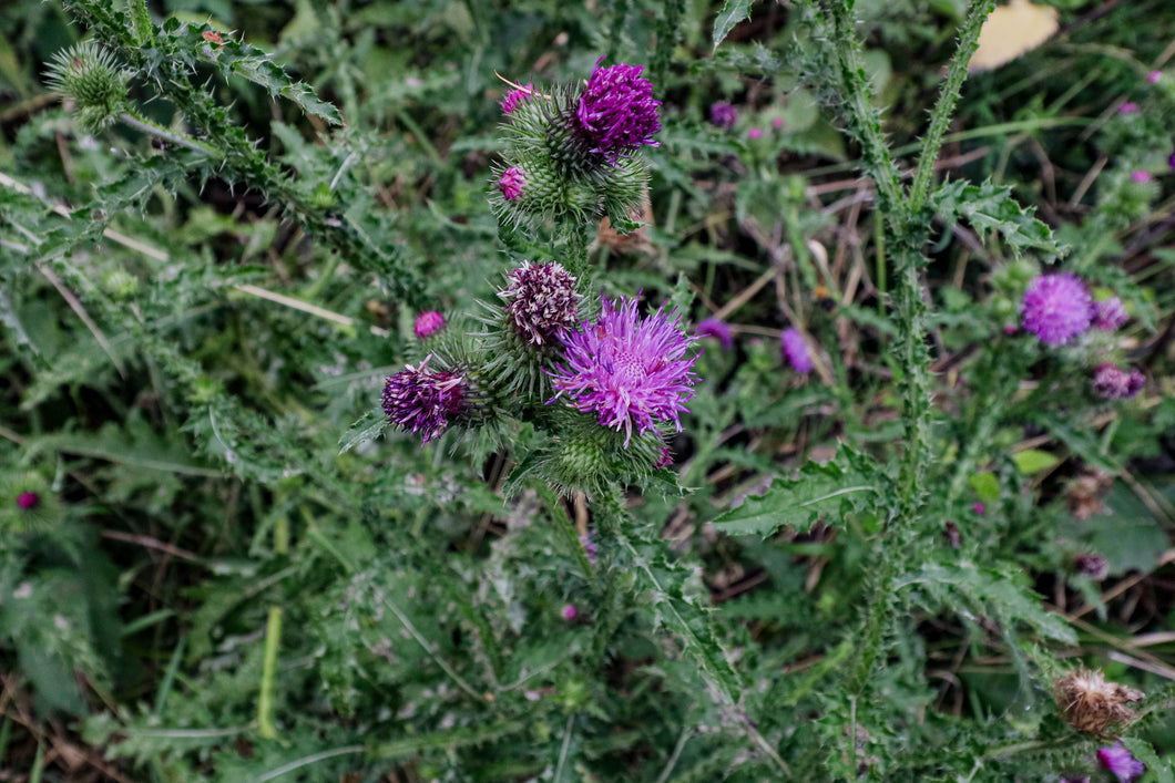 III. Heilerpaket 4 Plus mit Distel, Wilde Malve, Saat esparsette und Montbretie Crocosmia. Pflanzenbeschreibungen und Heilfunktion mit Rezepturen und Hüter Creaturen by Ralf Christoph Kaiser mit Chat GPT und Adobe Express