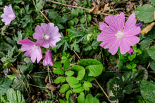 Laden Sie das Bild in den Galerie-Viewer, III. Heilerpaket 4 Plus mit Distel, Wilde Malve, Saat esparsette und Montbretie Crocosmia. Pflanzenbeschreibungen und Heilfunktion mit Rezepturen und Hüter Creaturen by Ralf Christoph Kaiser mit Chat GPT und Adobe Express
