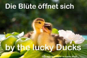 The lucky Ducks mit der EP Die Blüte öffnet sich 7 mp3s und Lyrics und Cover